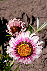 ������� ����������� (Gazania rigens) Trailing Gazania