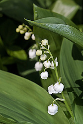 ������ ������� (Convallaria majalis) Lily of the Valley