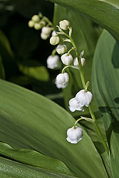 ������ ������� (Convallaria majalis) Lily of the Valley