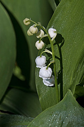 ������ ������� (Convallaria majalis) Lily of the Valley