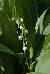 ������ ������� (Convallaria majalis) Lily of the Valley