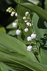 ������ ������� (Convallaria majalis) Lily of the Valley