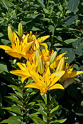 �����, ��������� ������, ���� 'Gironde' (Lilium)