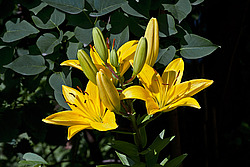 �����, ��������� ������, ���� 'Gironde' (Lilium)