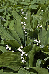 ������ ������� (Convallaria majalis) Lily of the Valley