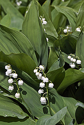 ������ ������� (Convallaria majalis) Lily of the Valley