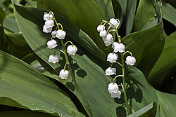 ������ ������� (Convallaria majalis)