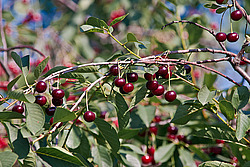 ����� ������������ (Prunus cerasus) Sour cherry