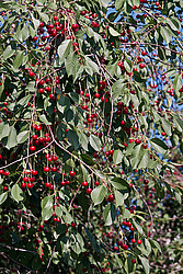 ����� ������������ (Prunus cerasus) Sour cherry