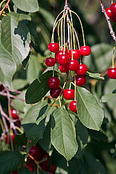 ����� ������������ (Prunus cerasus) Sour cherry