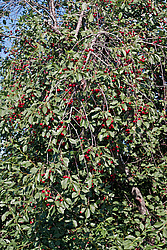 ����� ������������ (Prunus cerasus) Sour cherry