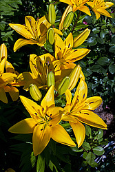 �����, ��������� ������, ���� 'Gironde' (Lilium)