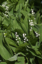 ������ ������� (Convallaria majalis) Lily of the Valley
