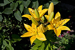 �����, ��������� ������, ���� 'Gironde' (Lilium)