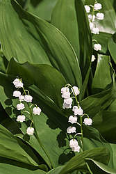 ������ ������� (Convallaria majalis) Lily of the Valley