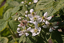 �������� / ������� ��������� (Rubus nessensis = Rubus suberectus = Rubus fruticosus) Shrubby Blackberry