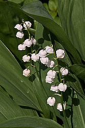 ������ ������� (Convallaria majalis) Lily of the Valley