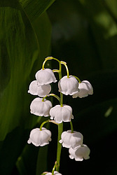 ������ ������� (Convallaria majalis) Lily of the Valley