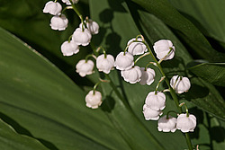 ������ ������� (Convallaria majalis) Lily of the Valley