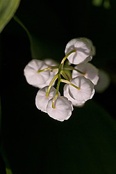 ������ ������� (Convallaria majalis) Lily of the Valley