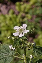 �������� / ������� ��������� (Rubus nessensis = Rubus suberectus = Rubus fruticosus) Shrubby Blackberry