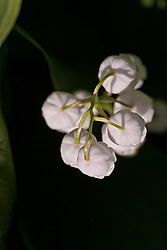 ������ ������� (Convallaria majalis) Lily of the Valley