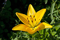 �����, ��������� ������, ���� 'Gironde' (Lilium)