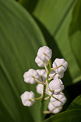������ ������� (Convallaria majalis) Lily of the Valley