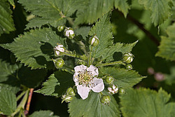 �������� / ������� ��������� (Rubus nessensis = Rubus suberectus = Rubus fruticosus) Shrubby Blackberry