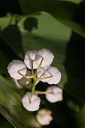������ ������� (Convallaria majalis) Lily of the Valley
