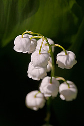 ������ ������� (Convallaria majalis) Lily of the Valley