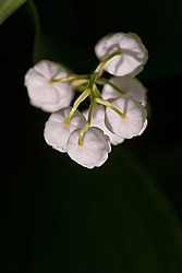 ������ ������� (Convallaria majalis) Lily of the Valley