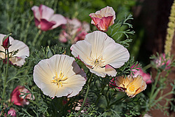 ��������� �������������� (Eschscholtzia californica)