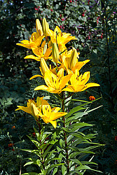 �����, ��������� ������, ���� 'Gironde' (Lilium)