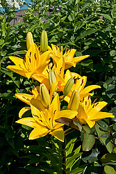 �����, ��������� ������, ���� 'Gironde' (Lilium)