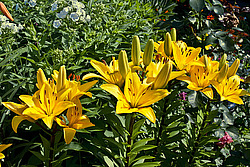 �����, ��������� ������, ���� 'Gironde' (Lilium)