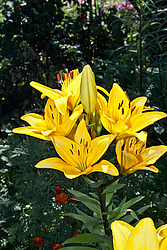�����, ��������� ������, ���� 'Gironde' (Lilium)