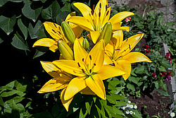 �����, ��������� ������, ���� 'Gironde' (Lilium)