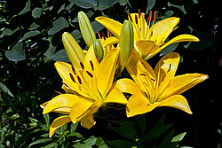 �����, ��������� ������, ���� 'Gironde' (Lilium)