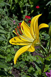 �����, ��������� ������, ���� 'Gironde' (Lilium)