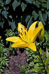 �����, ��������� ������, ���� 'Gironde' (Lilium)
