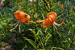 ����� �������������� (Lilium lancifolium) Tiger Lily