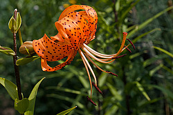 ����� �������������� (Lilium lancifolium) Tiger Lily