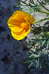 ��������� �������������� (Eschscholtzia californica)