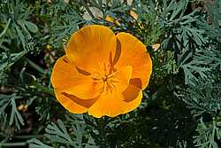 ��������� �������������� (Eschscholtzia californica)