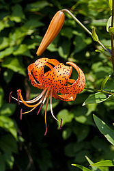 ����� �������������� (Lilium lancifolium) Tiger Lily
