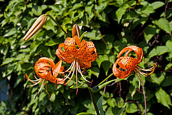 ����� �������������� (Lilium lancifolium) Tiger Lily