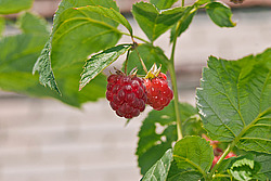 ������ ������������ (Rubus idaeus) Red Raspberry