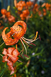 ����� �������������� (Lilium lancifolium) Tiger Lily