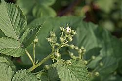 �������� / ������� ��������� (Rubus nessensis = Rubus suberectus = Rubus fruticosus) Shrubby Blackberry